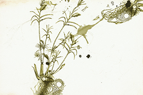 leveduras-290114