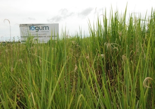 placa logum 240114