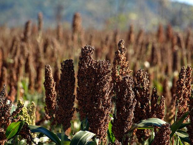 sorgo 060514