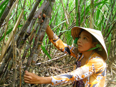 sugarcane thailand