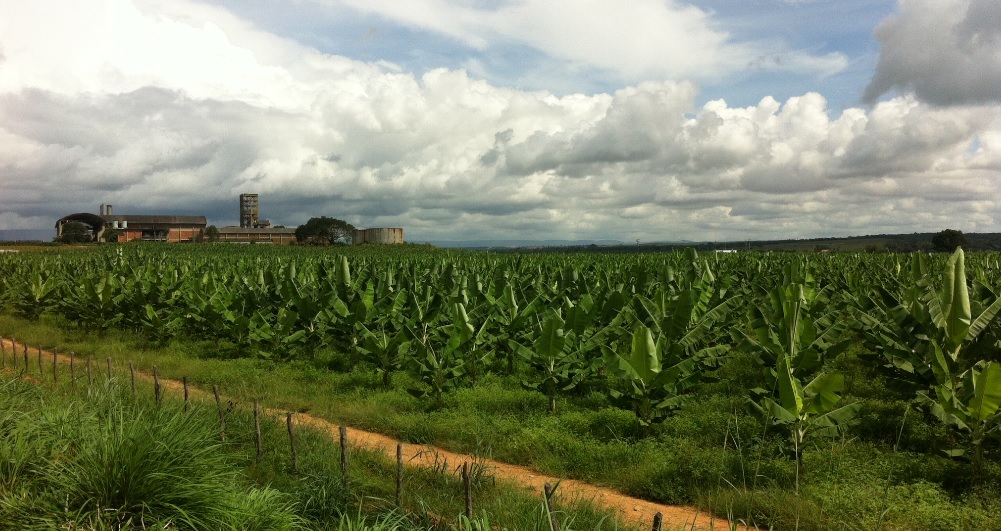 usina pés de banana