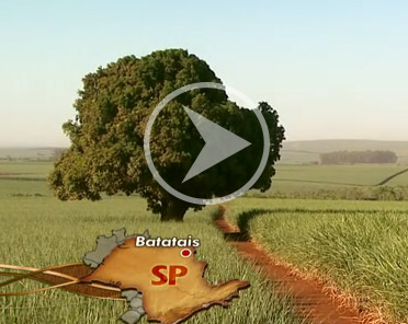 video-canaviais-globo-rural-310114