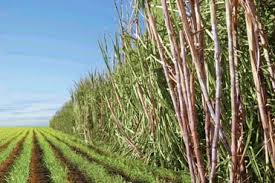 setor sucroenegetico 240315