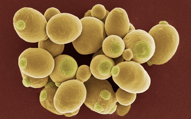 GranBio terá primeira levedura transgênica brasileira para etanol celulósico
