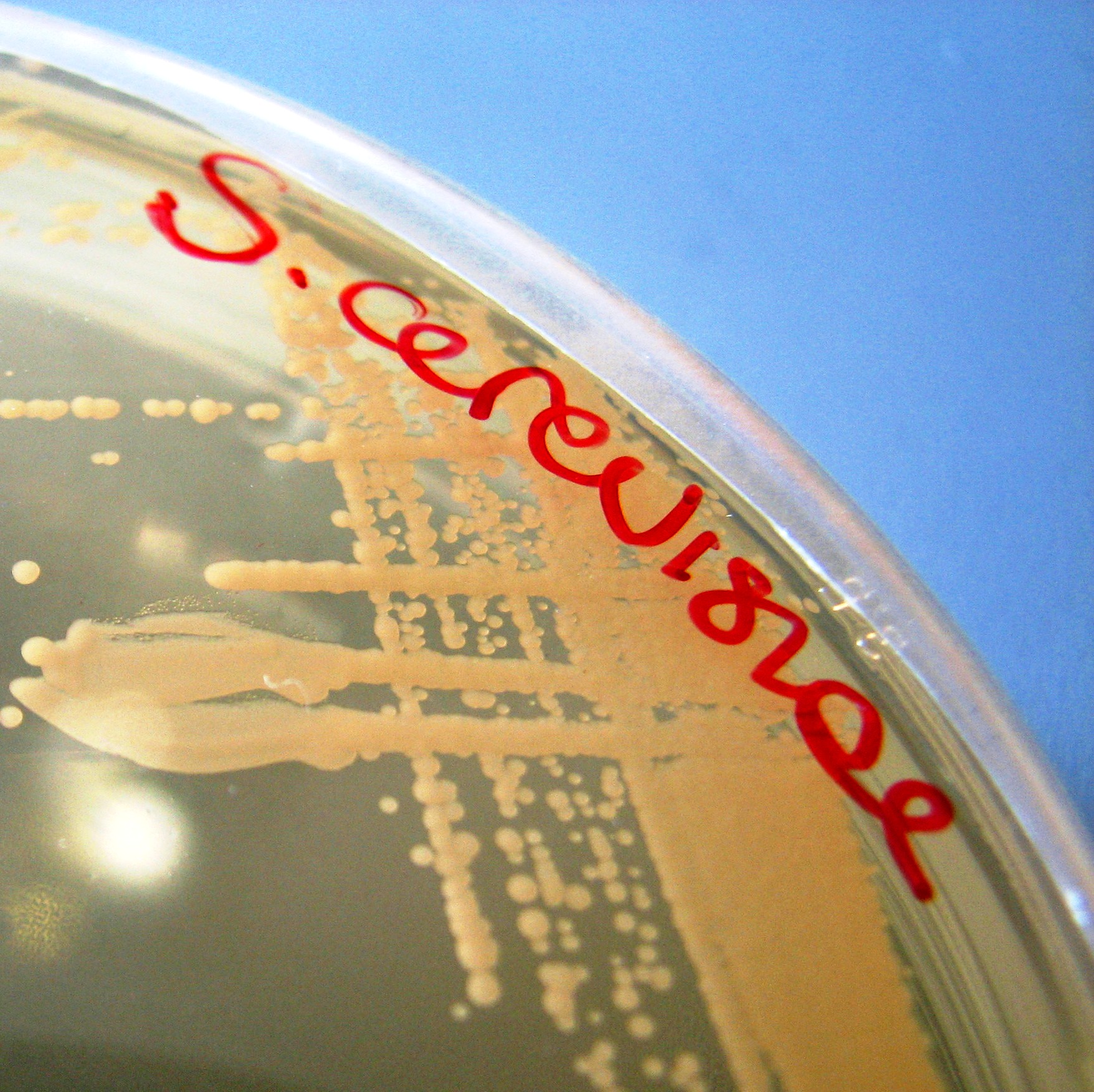 levedura Saccharomyces cerevisiae 230115