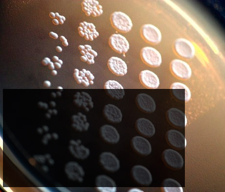 levedura Saccharomyces cerevisiae m 221214