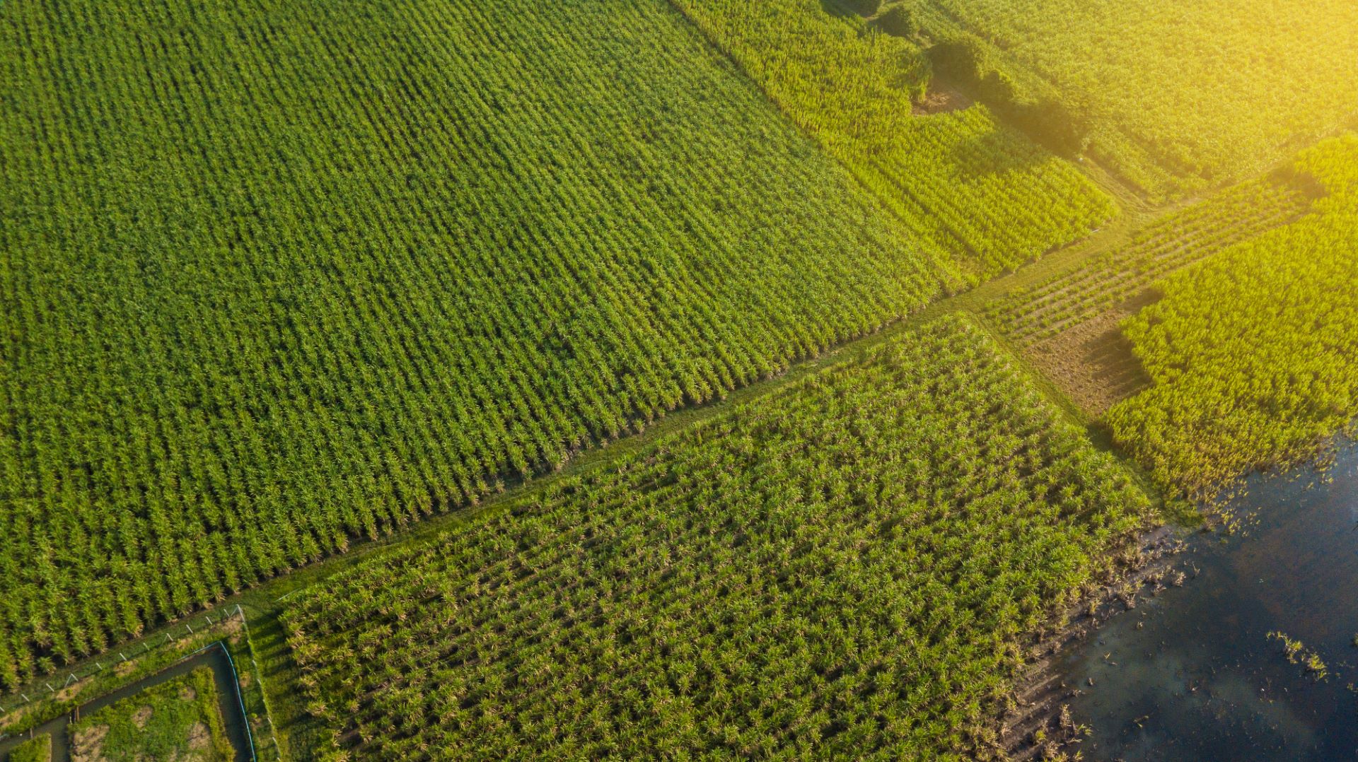 Nova estimativa da Conab prevê 705,2 milhões de toneladas de cana em 2026/27
