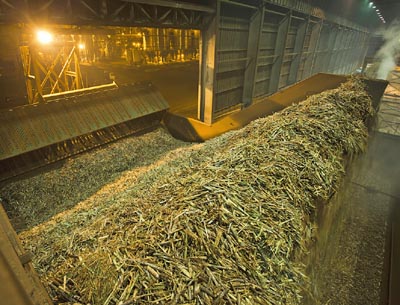 Biomassa com captura de carbono é a aposta brasileira para zerar emissões até 2050