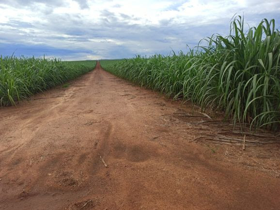 IAC apresenta três novas variedades de cana para plantio mecanizado