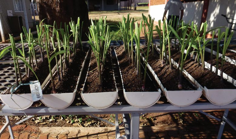 Tereos investe em fábrica de mudas pré-brotadas de cana-de-açúcar