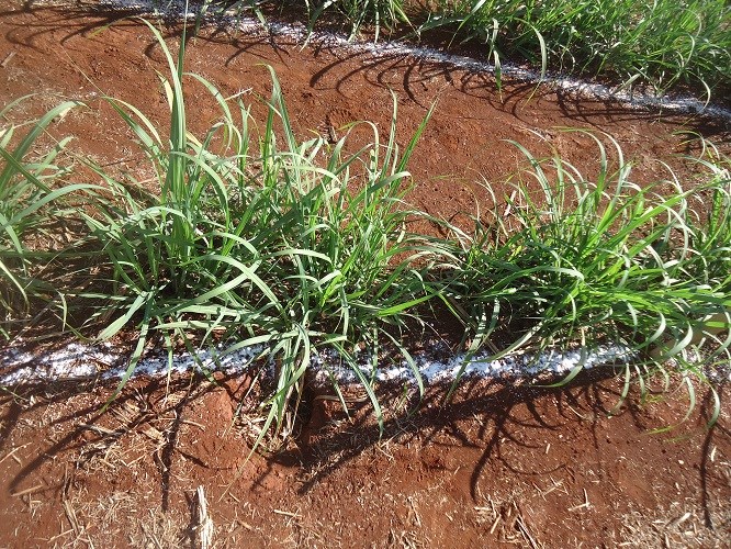 Adubos verdes podem aumentar a longevidade do canavial