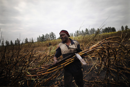 África: cortador de cana