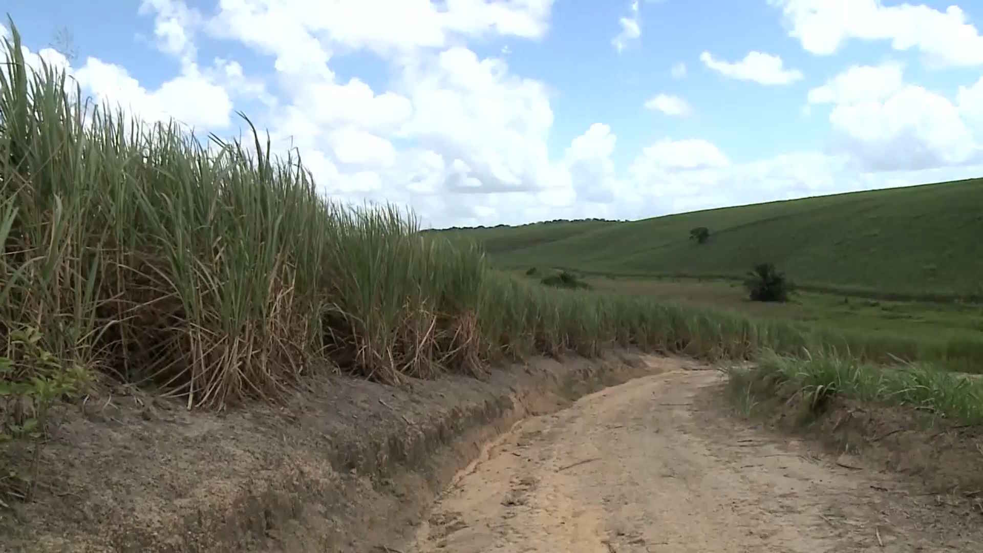 Produtores de cana de Alagoas calculam prejuízo de R$ 340 milhões por excesso de chuva