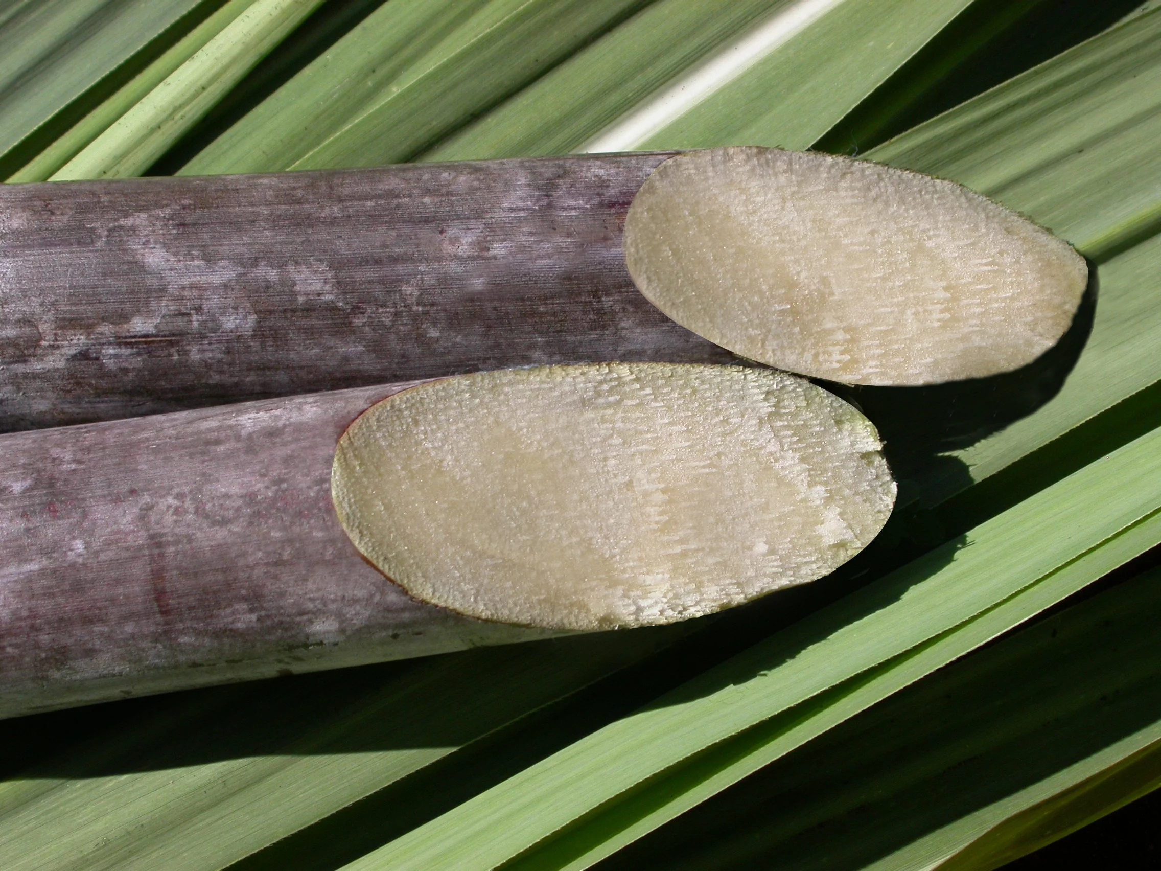 Cuidados no cultivo podem melhorar a qualidade da cana e duplicar número de cortes