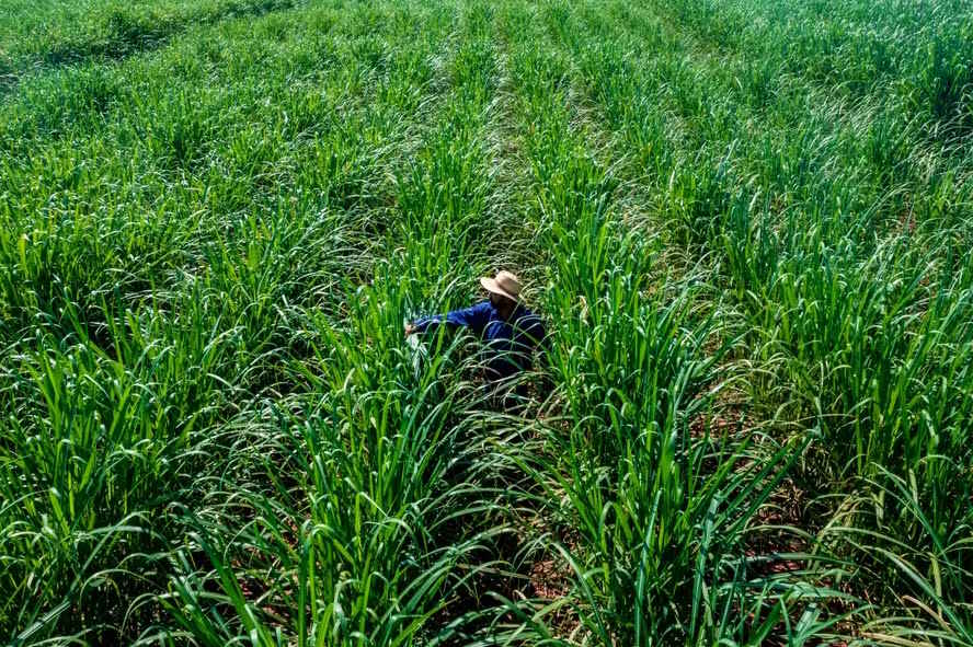 Nuseed aposta em cana-energia para áreas pouco férteis e secas