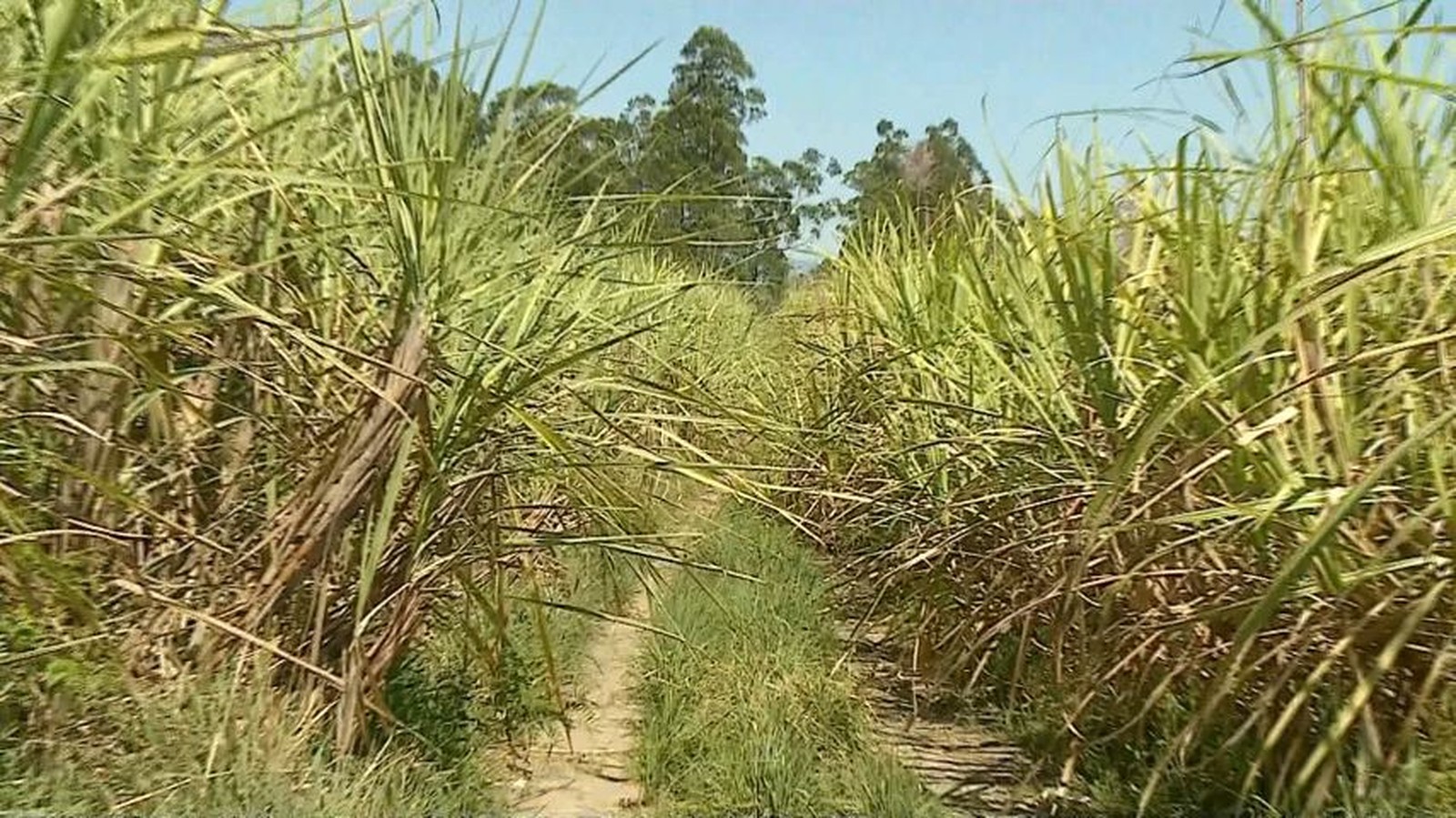 Archer eleva estimativa da safra de cana do centro-sul para 582 milhões de toneladas