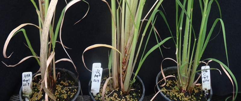 Gene-chave para acelerar o crescimento da cana é identificado