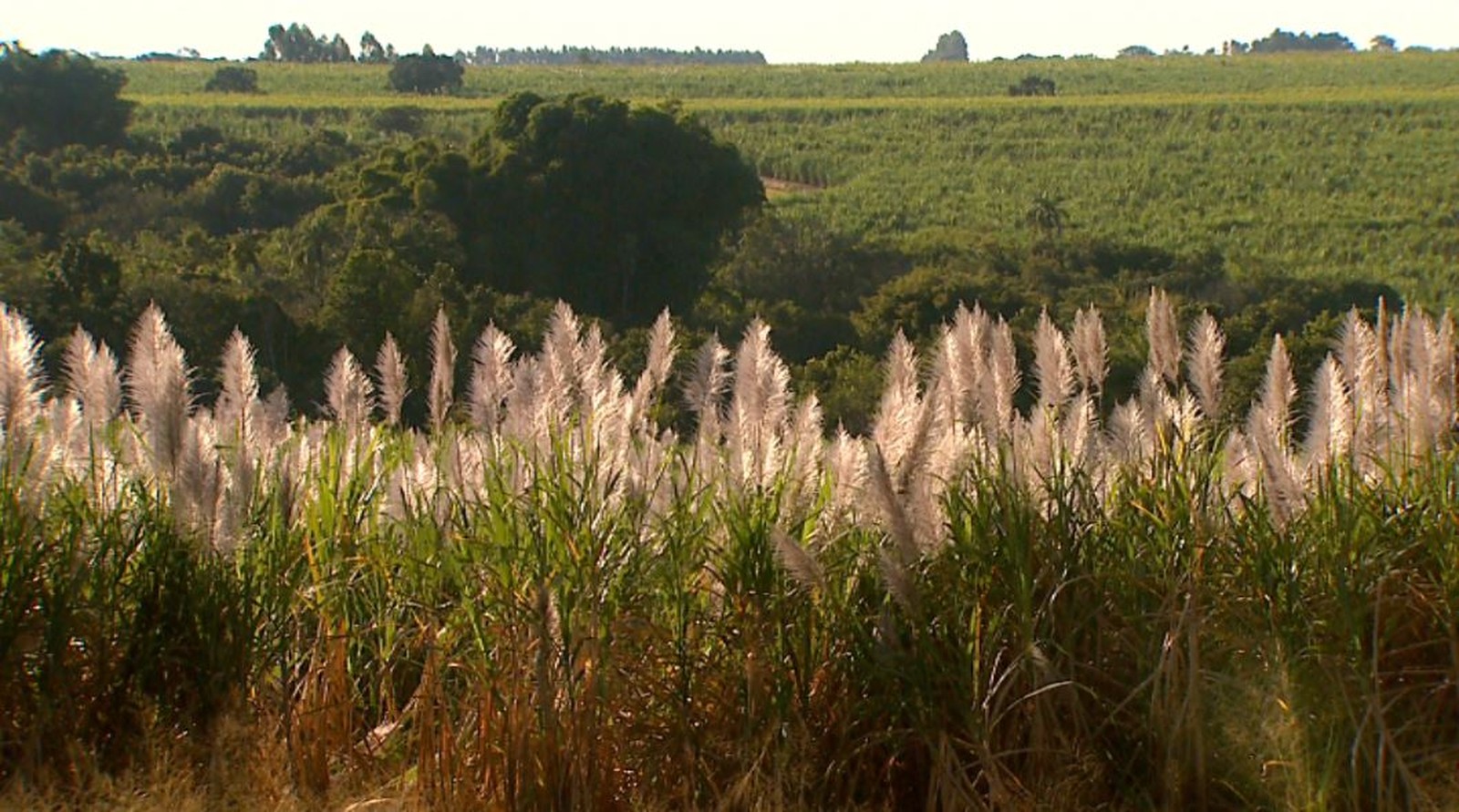 Recuperação judicial no campo ameaça pilares do agronegócio, como CPR