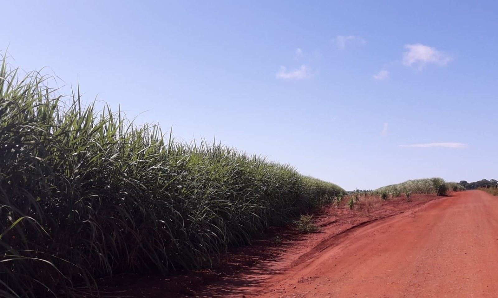 Produtor rural é autuado por plantio ilegal de cana-de-açúcar em Capinópolis (MG)