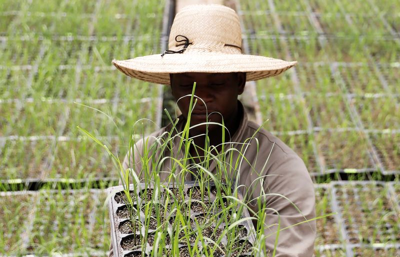 Plantio de cana transgênica quase dobra na nova safra do Brasil, diz CTC