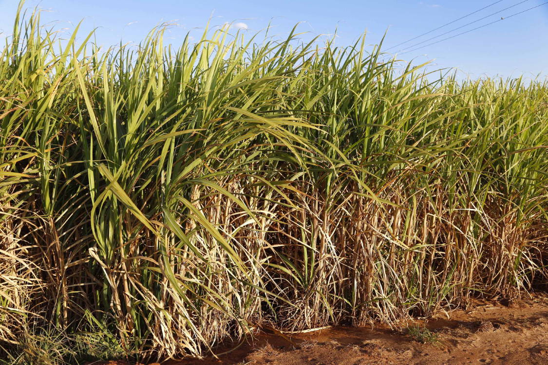 Usinas do Paraná estão direcionando quase toda a cana para a produção de açúcar