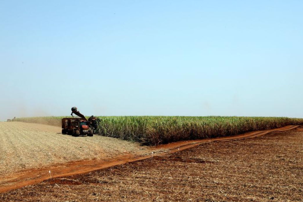 Cade aprova compra pela Raízen de unidade agrícola da NovAmérica