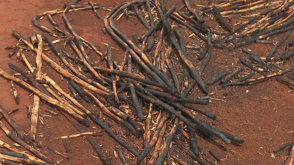 Produtor de cana teme reflexos em 2022 após fogo destruir 700 hectares em 20 minutos