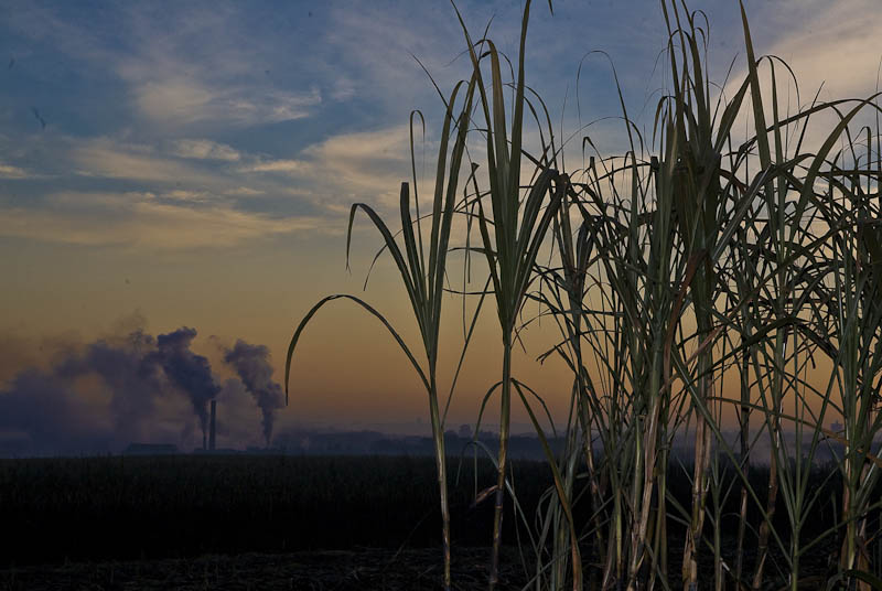 Brasil deve colher 688,6 milhões de toneladas de cana em 2019, diz IBGE