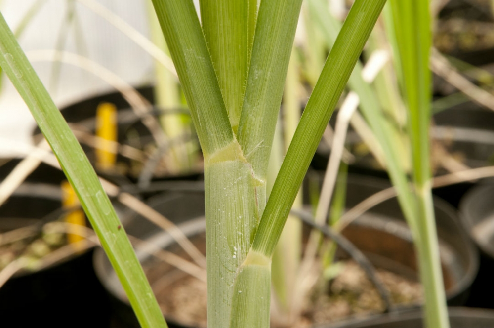 Inocular bactérias na cultura da cana pode ser mais eficiente que usar fertilizantes