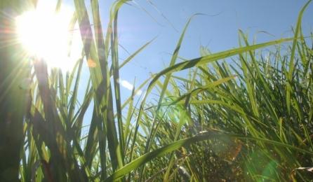 CNPEM propõe novo cálculo para emissões de carbono do etanol de cana brasileiro