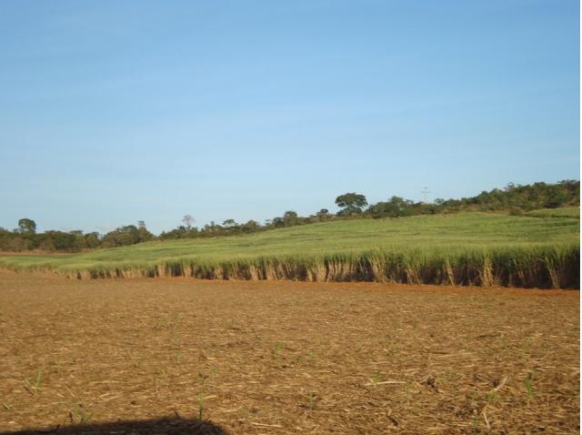 cana cerrado 300115