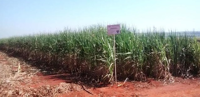 Embrapa busca parceria para lançamento de variedade de cana transgênica