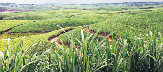 cana zona da mata pernambuco