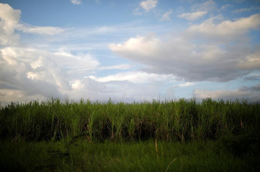 Centro-sul do Brasil deve produzir menos de 30 mi t de açúcar em 18/19, diz Canaplan