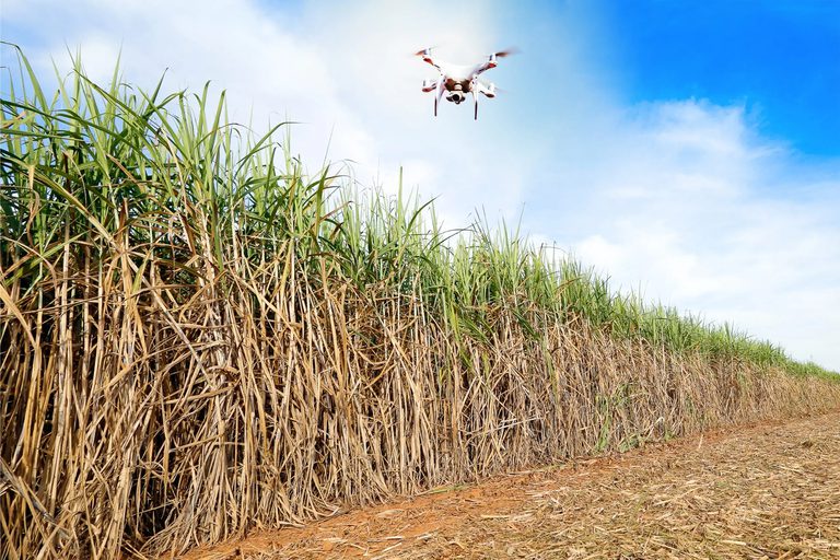Ministério da Agricultura inaugura uso de drones em canavial geneticamente modificado