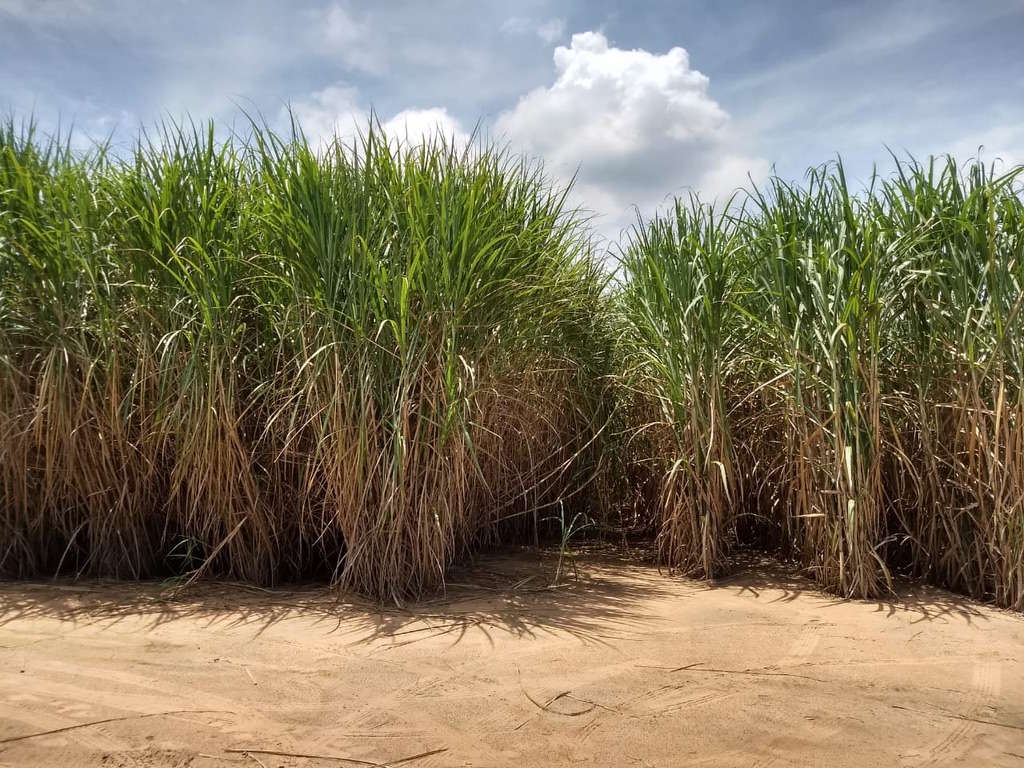 IAC obtém patente que amplia potencial da cana para biocombustíveis avançados