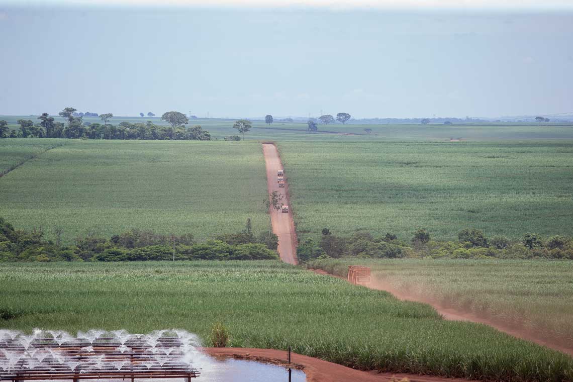 canavial-ribeirao-preto-150216