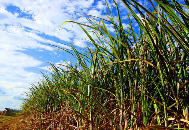 Usinas disputam cana tardia de produtores independentes, diz associação