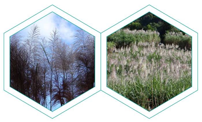 canavial florescimento 280715