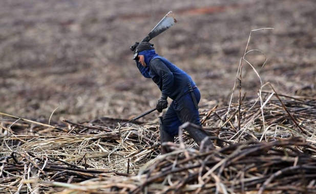 Trabalhador de lavoura de cana não se equipara ao de agropecuária, afirma STJ