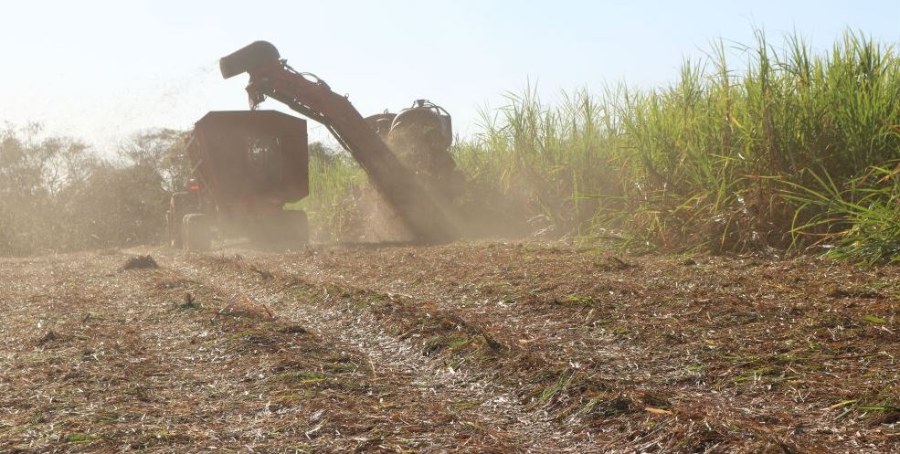 Uso da palha de cana para gerar bioenergia requer critérios, aponta estudo