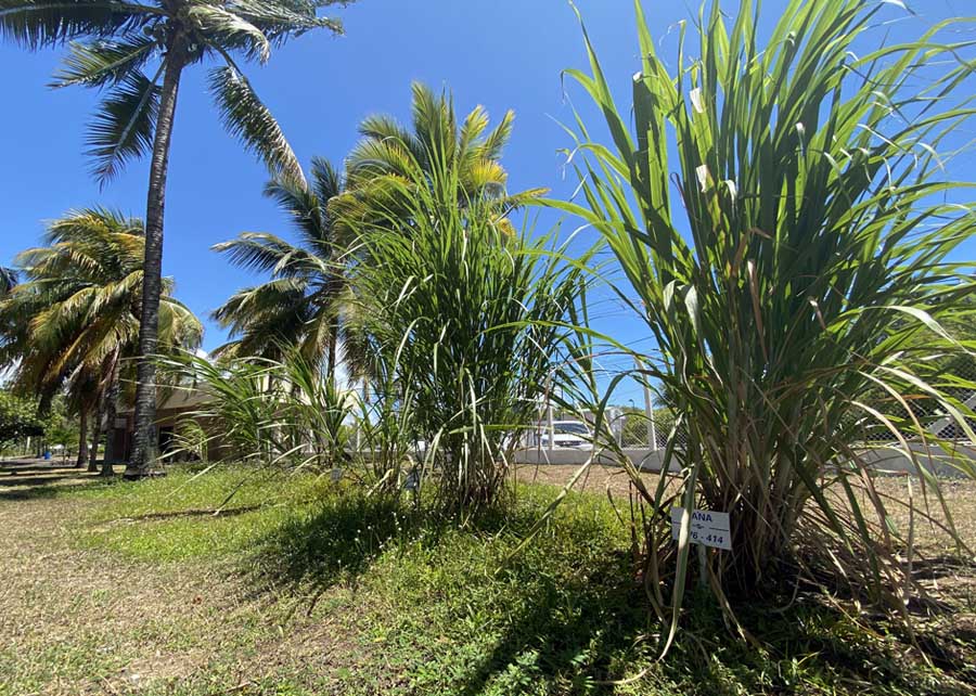 Variedade de cana produz biopesticida natural contra a principal praga da cultura