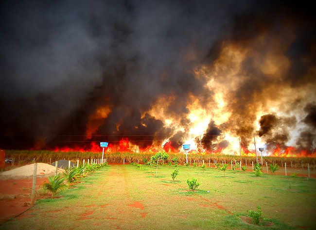 fogo-incendio canavial 010914