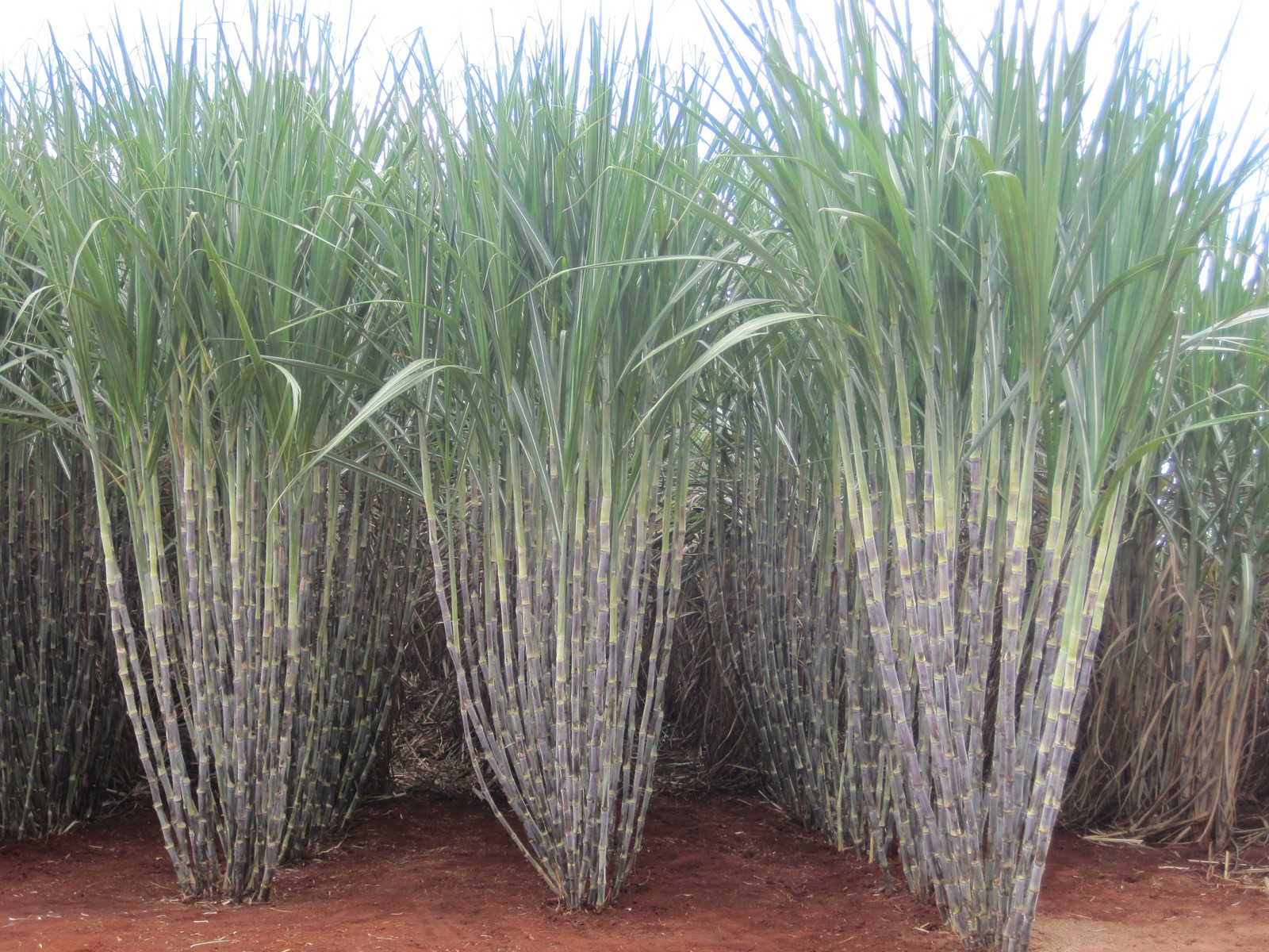 IAC lança duas variedades de cana com ganho de 15% em produtividade