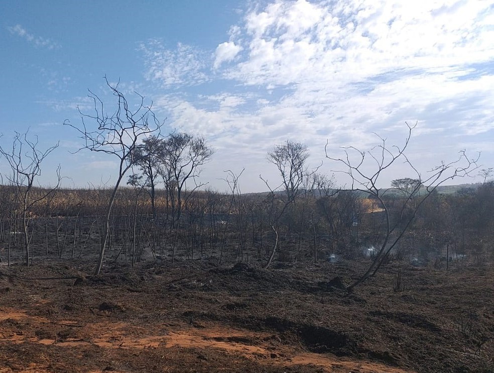 Incêndio atinge área de canavial e de proteção ambiental em Guapiaçu (SP)