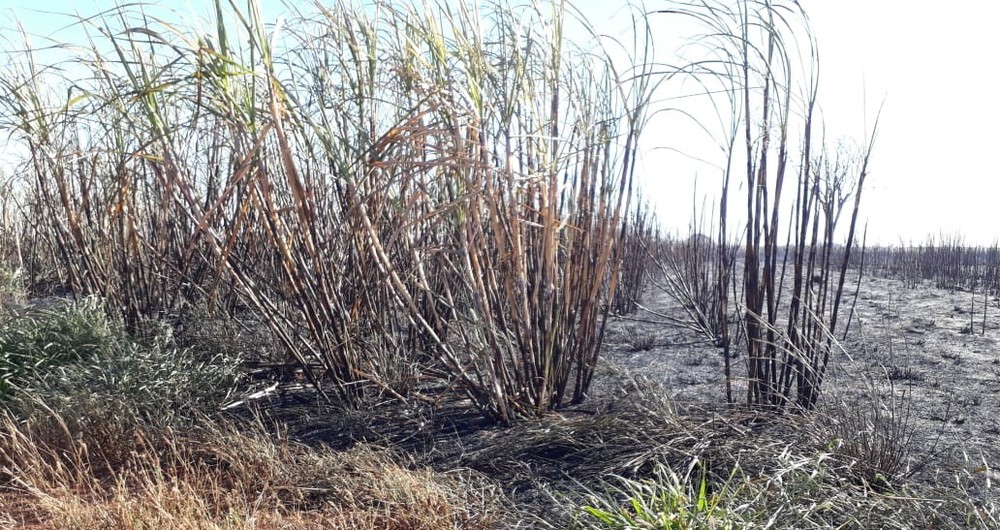 Dois canaviais pegam fogo simultaneamente na zona rural de Ituiutaba (MG)