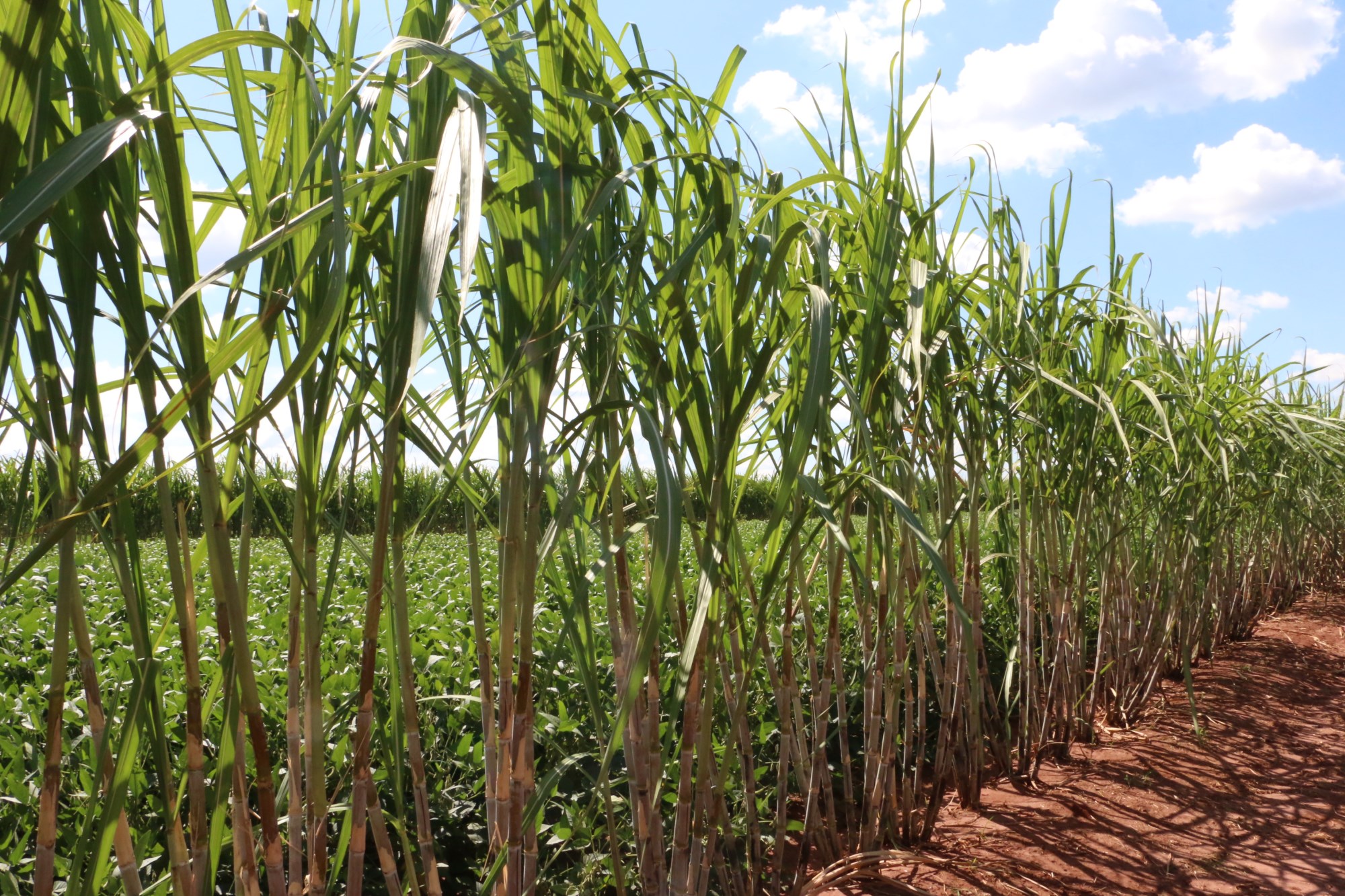Meiosi ganha força como alternativa para aumentar produtividade dos canaviais