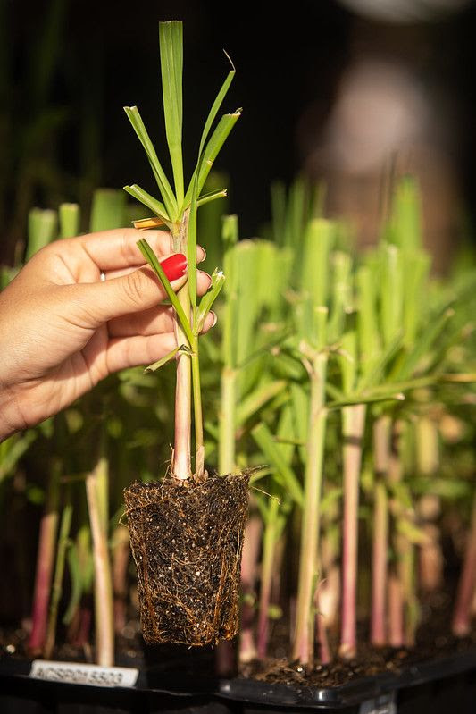 Mudas e meiosi permitem que produtores antecipem adoção de novas variedades de cana