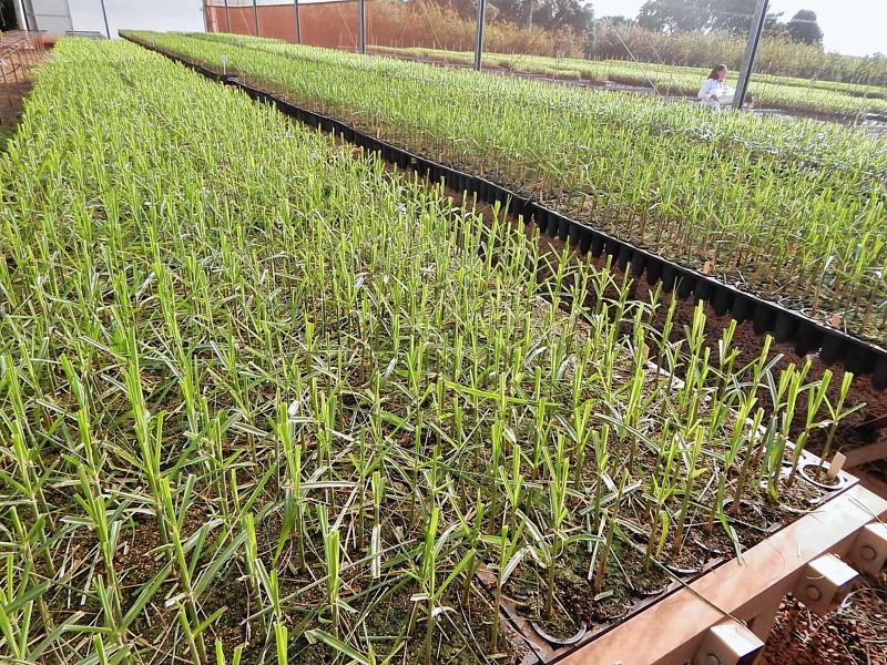 Produtores de Jaú (SP) recebem mudas pré-brotadas de cana