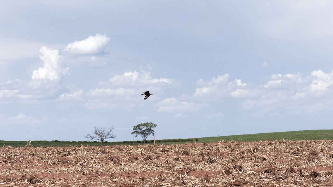 Boas práticas produtivas podem reduzir emissões de carbono no campo